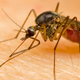 Image for article titled Self-Destructing Mosquitoes Are Annihilating Wild Populations